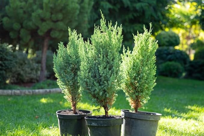 Premium Juniper Potting Soil Mix - Perfect Balance of Nutrients, Drainage, and Aeration for Healthy Juniper Trees - 1 Quart-VerdiqueGarden