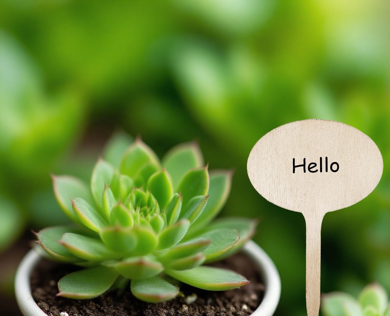 100 Pcs Wood Plant Labels, Natural Wooden Plant Marker Garden Sign Tags, T-Type Garden Markers for Succulents, Herbs, Seedlings, Potted, Flowers, Vegetables (Oval)-VerdiqueGarden