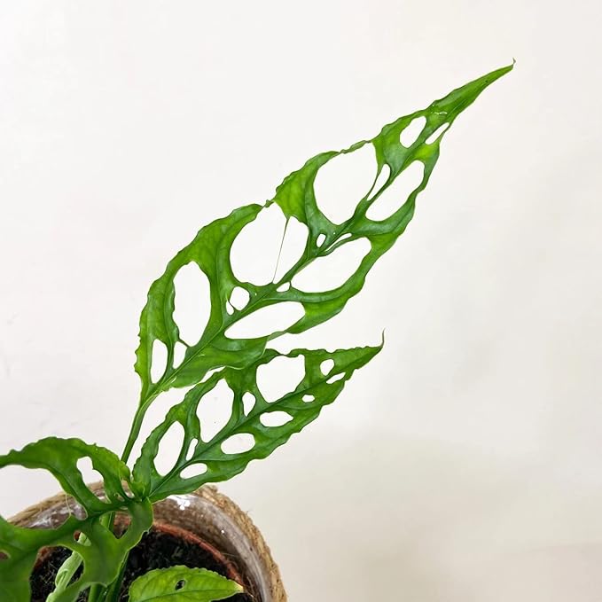 Monstera Obliqua Soil Blend - Customized for Unique Plant Needs by Gardenera - 4 Quart-VerdiqueGarden