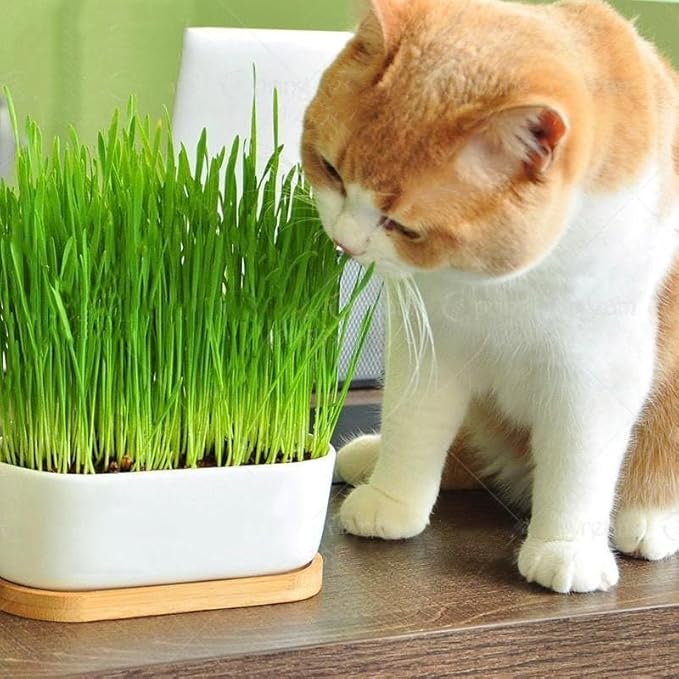 Premium Cat Grass Potting Mix by Gardenera - Enhance Your Cat's Digestive Health Naturally - 5 QUARTS-VerdiqueGarden