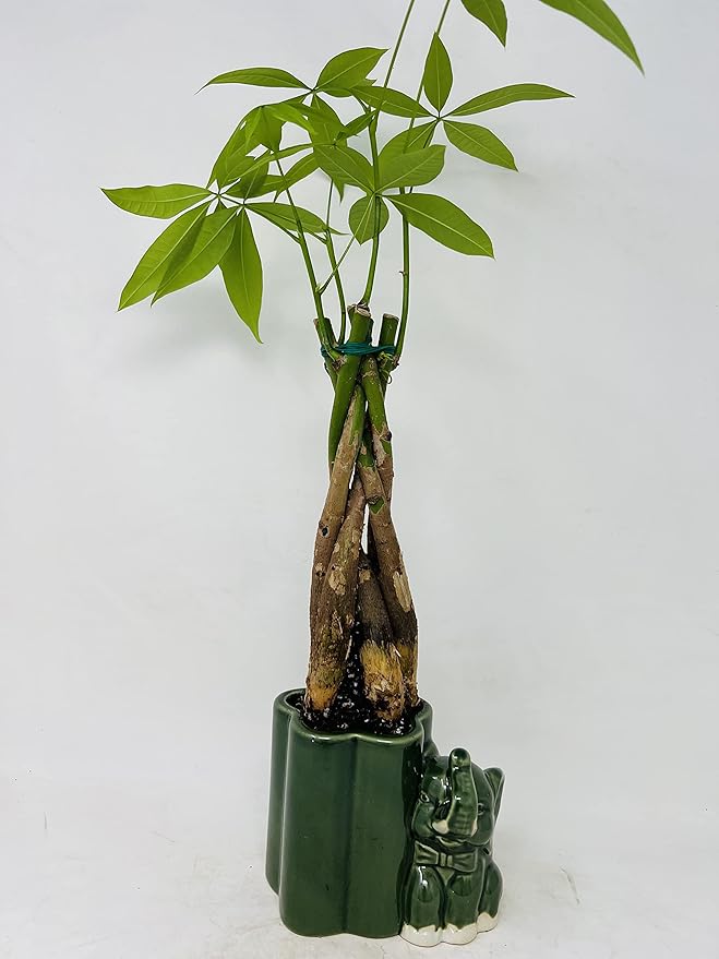 Jmbamboo - Live 10"-12" Money Tree Bonsai-and elephant ceramic pot.-VerdiqueGarden