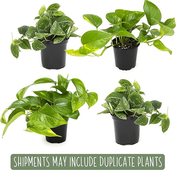 Live Pothos Plants (4PK) Indoor Plants Live Houseplants, Pothos Live Plant House Plants, Money Plant Indoor Pothos Plant Decor, Devils Ivy Trailing Plants Live by Plants for Pets,Black-VerdiqueGarden