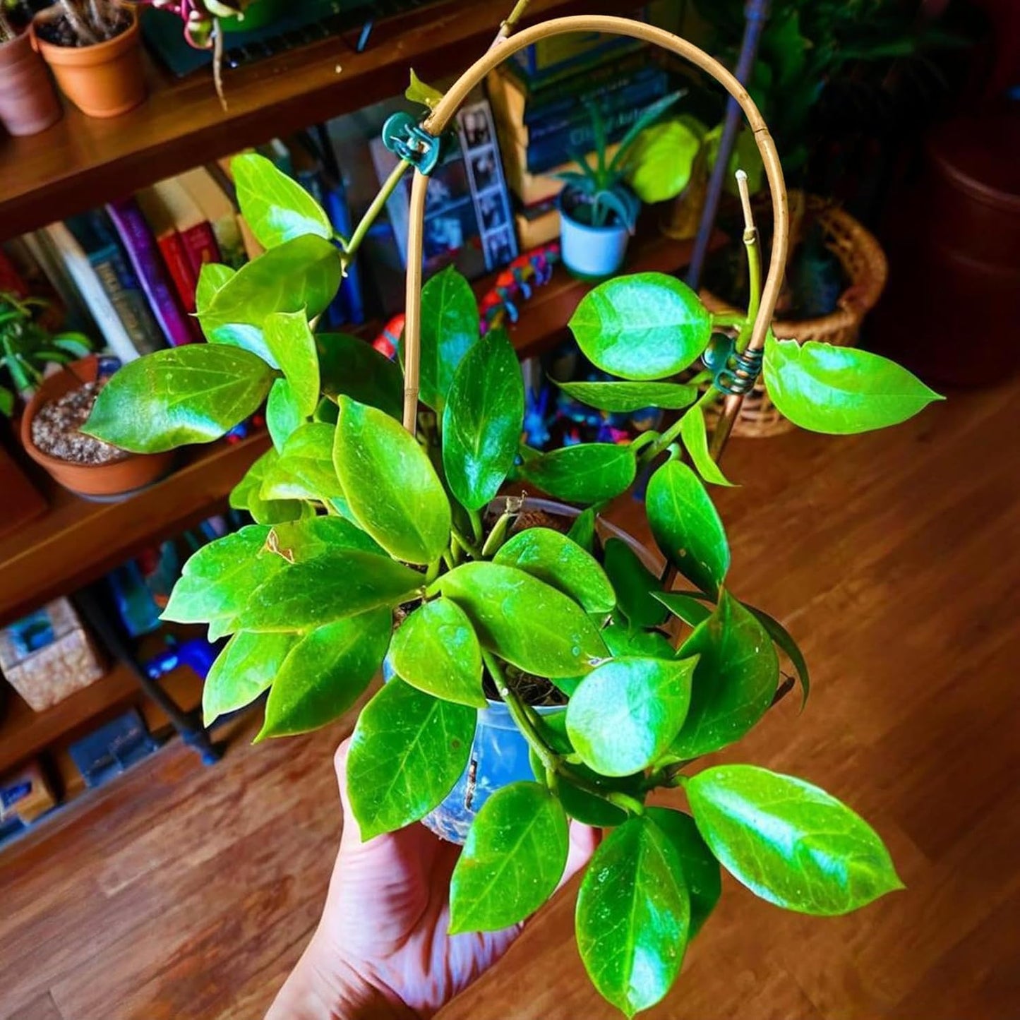 Indoor Plant Trellis for Climbing Plants 16in, 6 Pack Arch Bamboo Trellis for Potted Plants-VerdiqueGarden