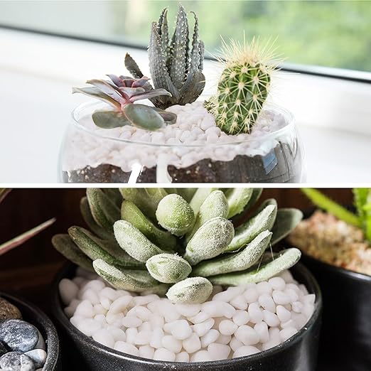 10 lbs White Garden Pebbles for Plants, 3/8" Small Plant Rocks for Pots Indoor, Decorative Pea Gravel for Succulents, Bamboo, Terrarium, Landscaping, Garden-VerdiqueGarden