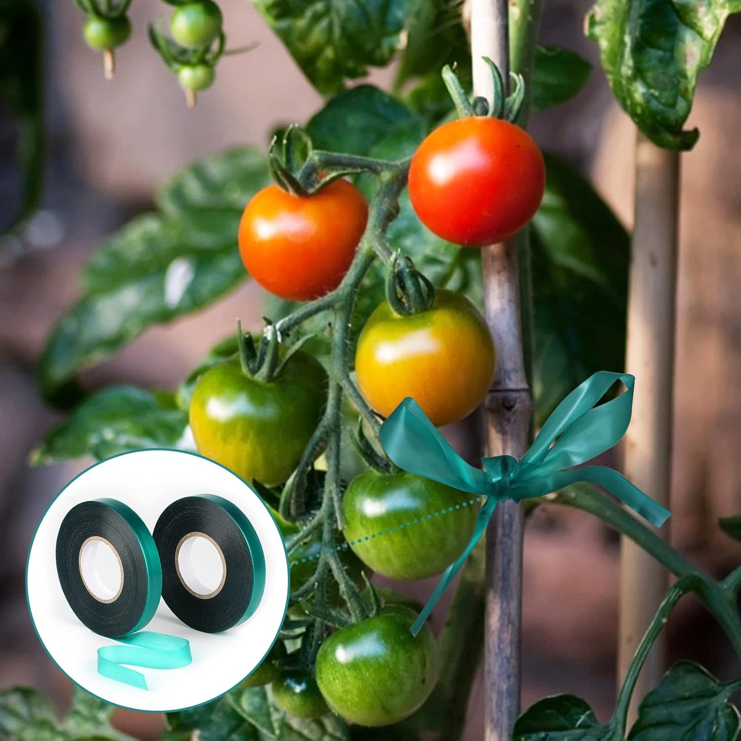 KINGLAKE GARDEN Stretch Tie Tape Roll - 2 Rolls Total 300 Feet 1/2" Green Garden Tape Plant Tapes Plant Garden Tie for Climbing Plants Branches Flowers-VerdiqueGarden