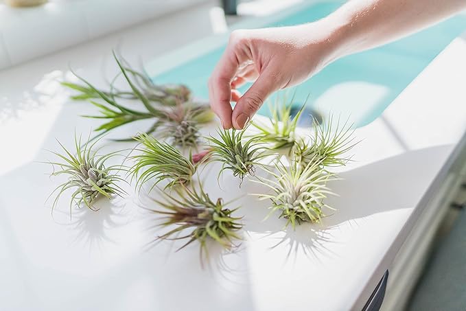 10 Pack Grab Bag Air Plants Gift Wrapped with Tillandsia Usneiodes Spanish Moss - Live Tillandsia - Easy Care House Plant - Succulents - 30 Day Guarantee-VerdiqueGarden
