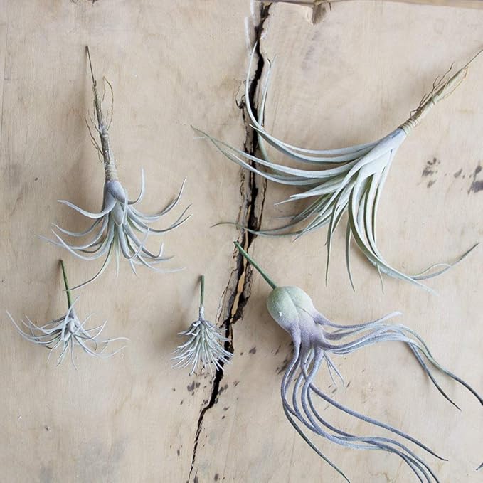 CHIVE Artificial Air Plants — Bulk Set of 5, Medium — Ultra Realistic Fake Tillandsia Bromeliad Plants — Decorative Faux Succulents for Home & Office Decor — No Care Needed!-VerdiqueGarden