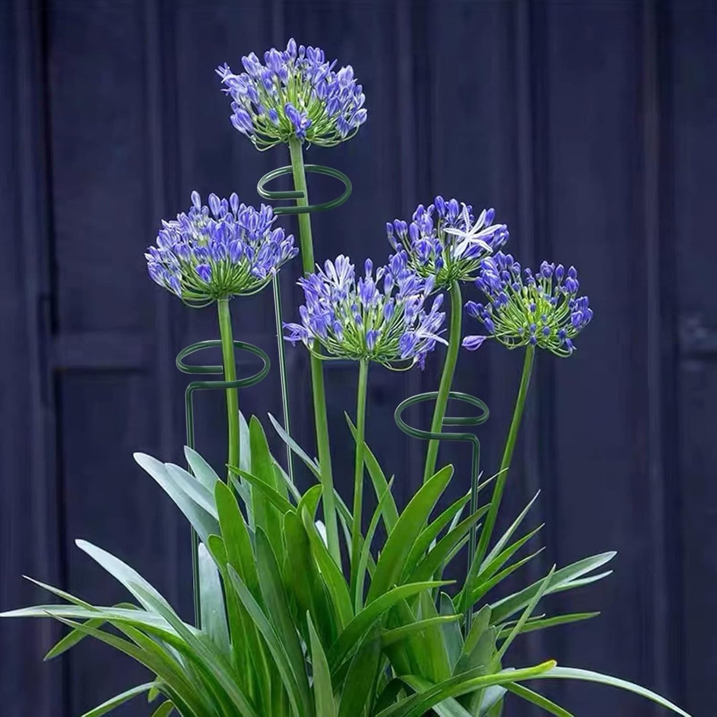 12 Pack 16 Inch Plant Support Stakes, Metal Single stemmed Flower Support Hoops,Garden Plant Stakes Plant Prop for Amaryllis Orchid Lily Rose Peony Tomatoes Gladiolus-VerdiqueGarden