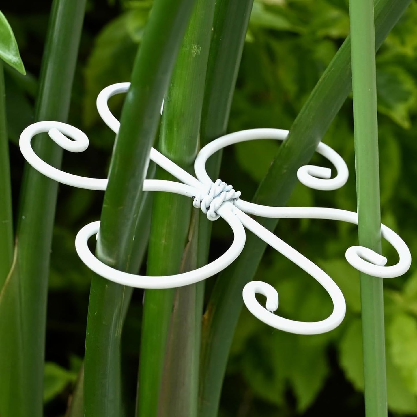 5PCS Monstera Plant Support Hook White 4.1 * 4.1 Inch – Set of 5 Durable Metal Stem Stabilizer Clips & Soft Grip Leaf Holders for Healthy Growth of Monstera & Fishbone Cactus-VerdiqueGarden