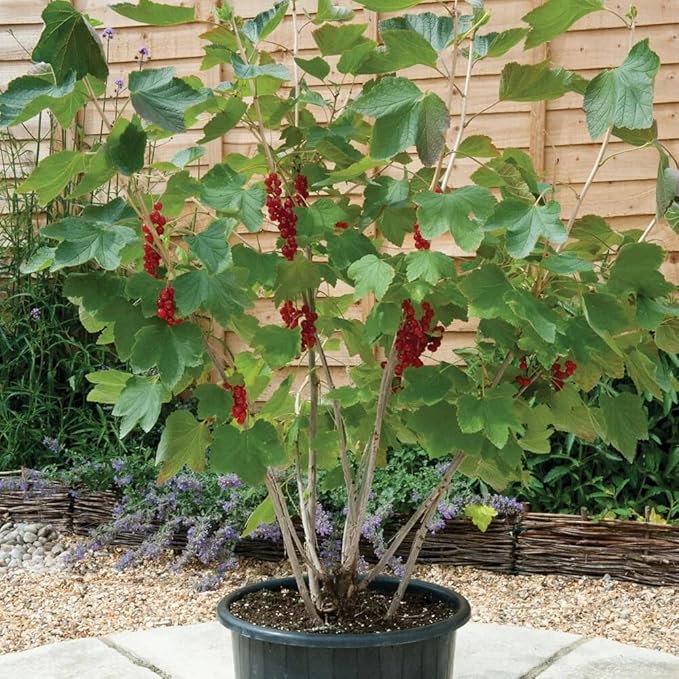 Premium Currant Plant Potting Soil Mix - Optimal Nutrient-Rich Blend for Thriving and Juicy Currants - 10 Quart-VerdiqueGarden