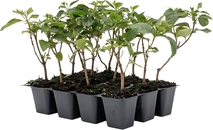 12 Dallas Red Lantana | Live Plants in 2.5-inch Nursery Cubes | Lantana Camara 'Dallas Red' Variety | Hardy Evergreen Perennial Shrub | Fiery Vibrant Blooms for Home & Garden-VerdiqueGarden