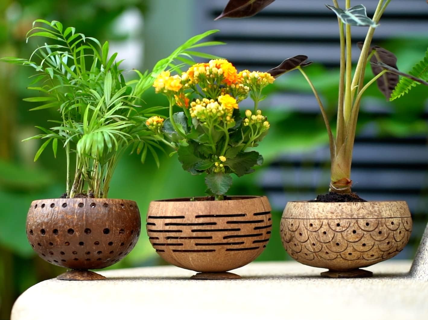 Set of 4 Horizons Coconut Planters w/Drainage Hole- Perfect for Succulents, Flowers, Small Plants, Indoor & Outdoor Gardens- Handcarved by Artisans, Eco-Friendly & Sustainable-VerdiqueGarden