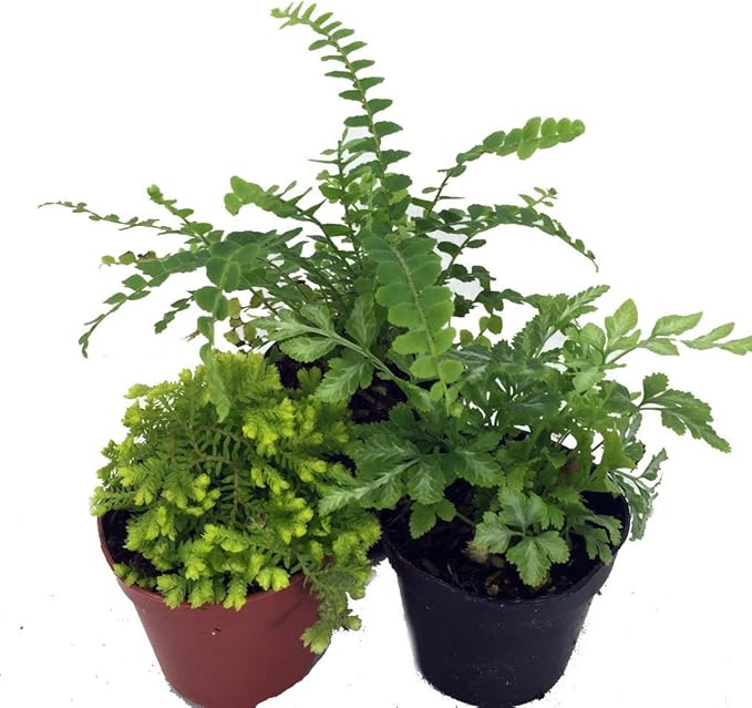 Hirt's Terrarium Kit with 3 Live Mini Ferns in 2" Pots-VerdiqueGarden