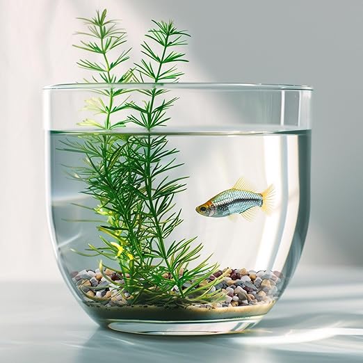 10 lbs Pea Gravel for Plants, Aquarium, Fish Tank, 3/8 inch Decorative Pebbles for Indoor Plants, Succulent, Bamboo, Vase, Drainage Rocks for Potted Plants, Top Dressing, Mixed Color-VerdiqueGarden