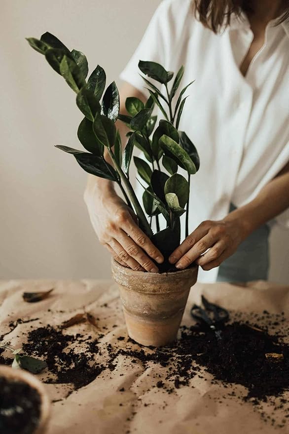 Premium ZZ Plant Expert-Grade Soil - Fast-Draining Formula Ensuring Long-Lasting Plant Vitality - 10 QUARTS-VerdiqueGarden