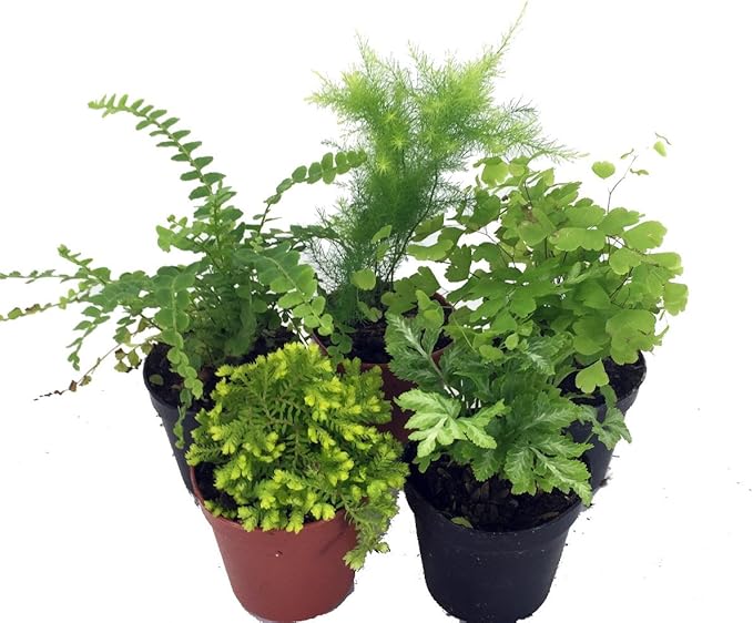 Hirt's Terrarium Kit with 5 Terrarium Plants and 5 Ferns-VerdiqueGarden