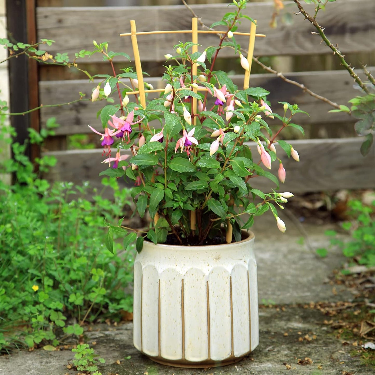 3Pack Bamboo Trellis 16 Inch Fan Shaped Small Plant Trellis for Indoor Potted Plants Climbing Monstera Orchid Vine Hoya Houseplant-VerdiqueGarden