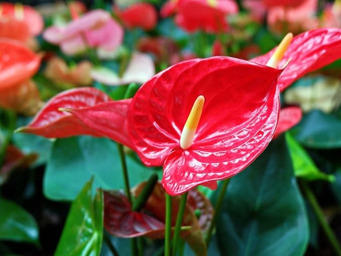Anthurium Potting Mix - Crafted for Superior Performance and Colorful Blooms - 10 QUARTS-VerdiqueGarden