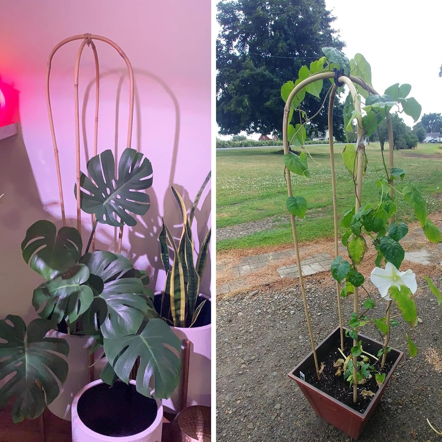 Avalution 10 Pcs Natural U-Hoops Bamboo Garden Trellis, 4 Ft Bamboo Trellis U-Shape Plant Support for Climbing Plants Indoor and Outdoor Use-VerdiqueGarden