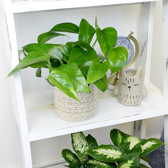 Live Pothos Plants (4PK) Indoor Plants Live Houseplants, Pothos Live Plant House Plants, Money Plant Indoor Pothos Plant Decor, Devils Ivy Trailing Plants Live by Plants for Pets,Black-VerdiqueGarden