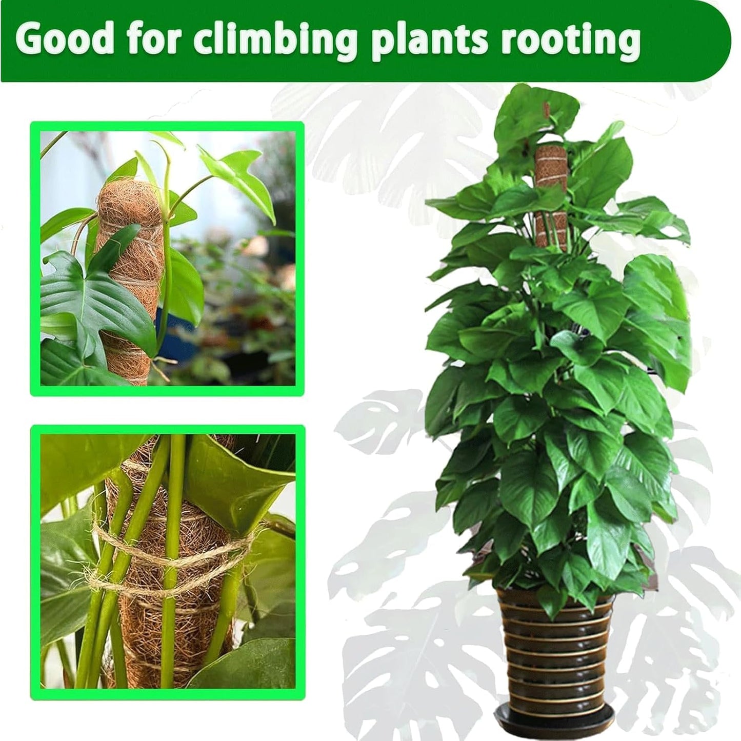 Moss Pole, 2Pack 21 Inch Plant Support Stakes for Indoor Plants, Monstera Plant Support Stakes, 37 Inch Tall Coir Plant Pole Sticks for Potted Plants, Pothos, Philodendron-VerdiqueGarden