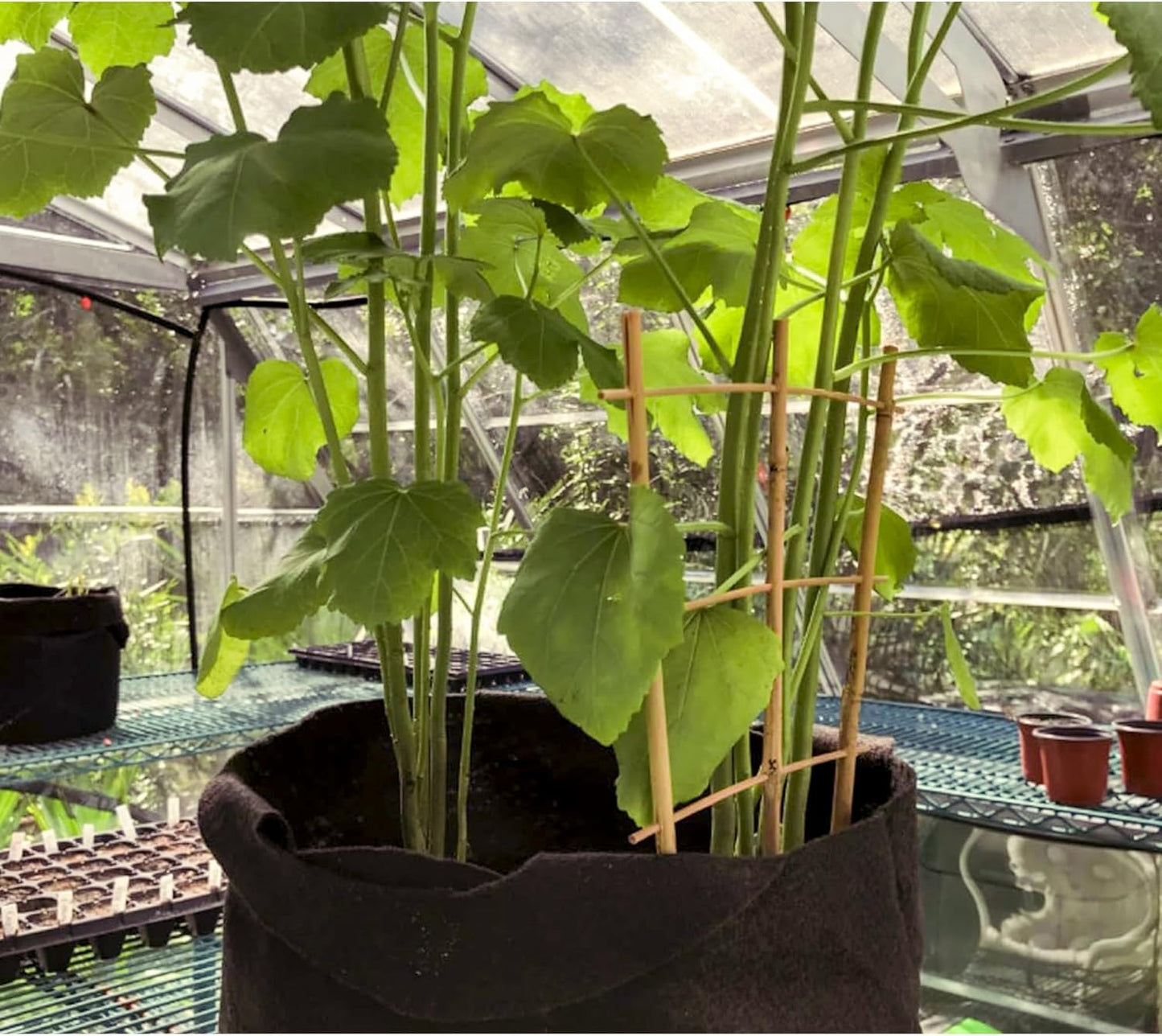 20 Pack 16" Bamboo Trellis for Climbing Plants-Natural Garden Ladder Fan -Shaped Plants Support Trellis for Potted Plant Decor in Door-VerdiqueGarden