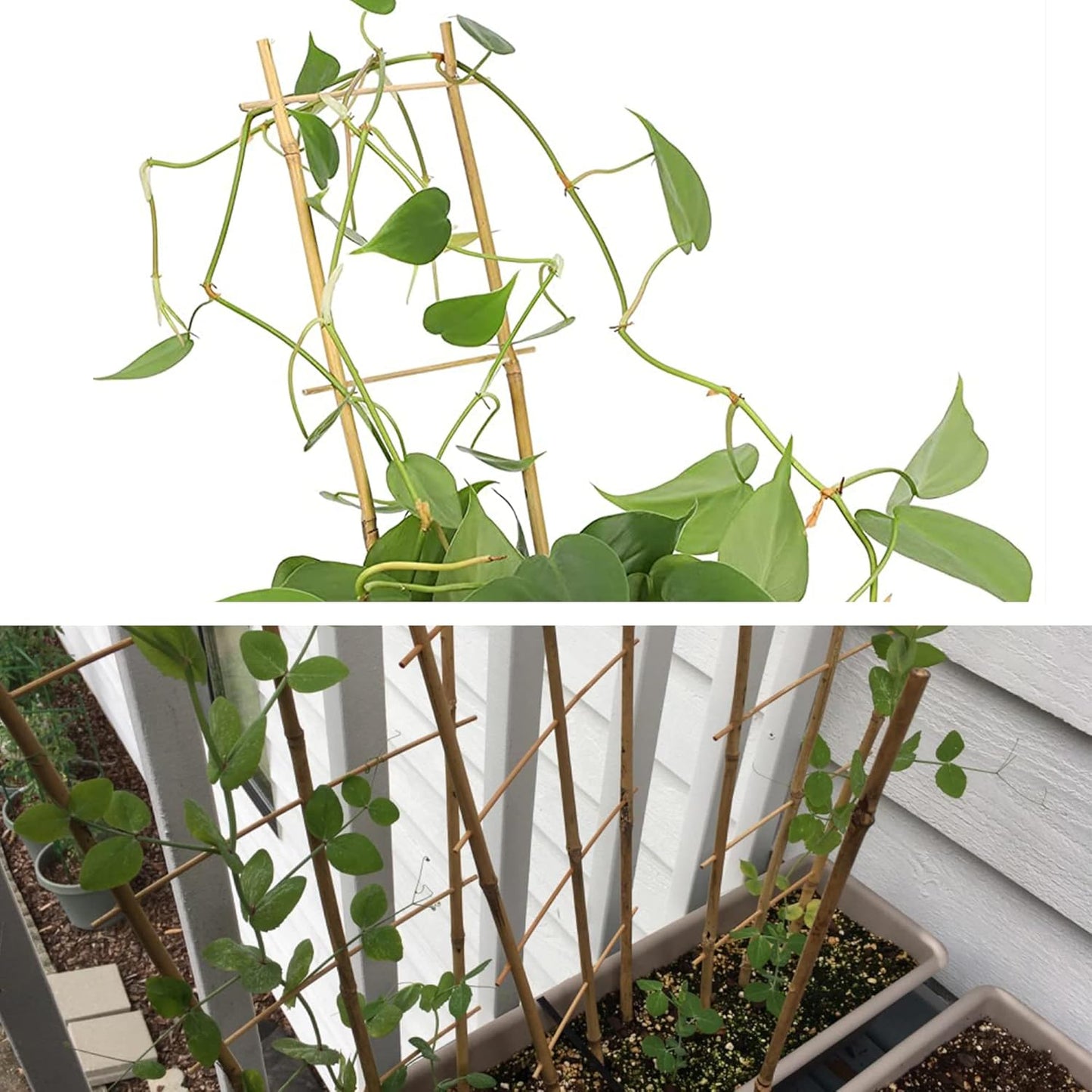 Avalution 10 Pack Natural Bamboo Trellis for Climbing Plants 16" Outdoor Garden Ladder Trellis, Fan -Shaped Plant Support Trellis for Potted Plant-VerdiqueGarden