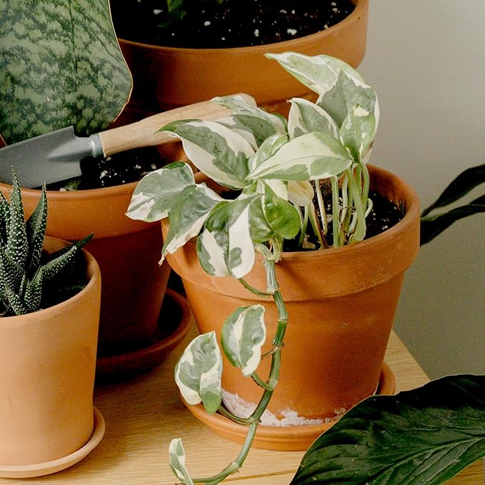 Live Pothos Plants (4PK) Indoor Plants Live Houseplants, Pothos Live Plant House Plants, Money Plant Indoor Pothos Plant Decor, Devils Ivy Trailing Plants Live by Plants for Pets,Black-VerdiqueGarden