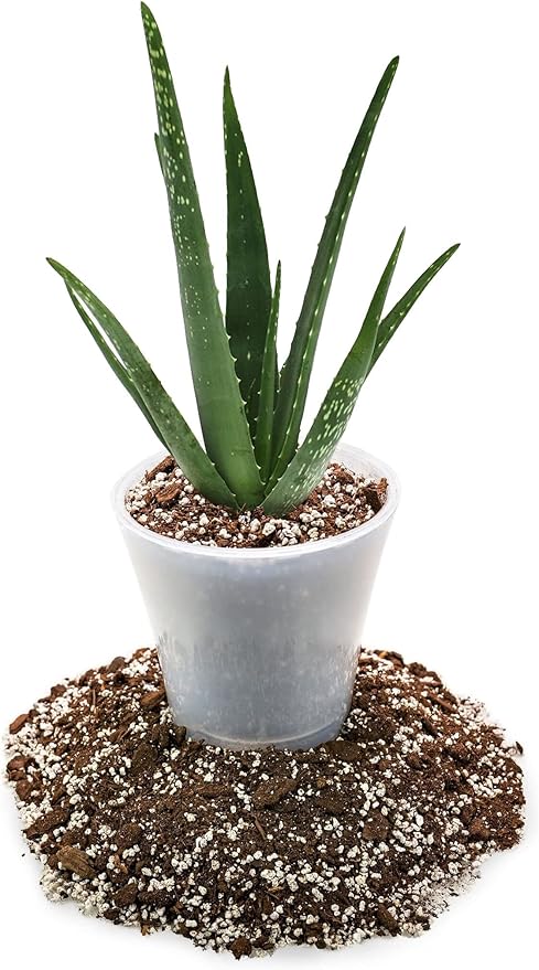 Premium Aloe Vera Potting Soil Mix - (1 Quart Bag)-VerdiqueGarden