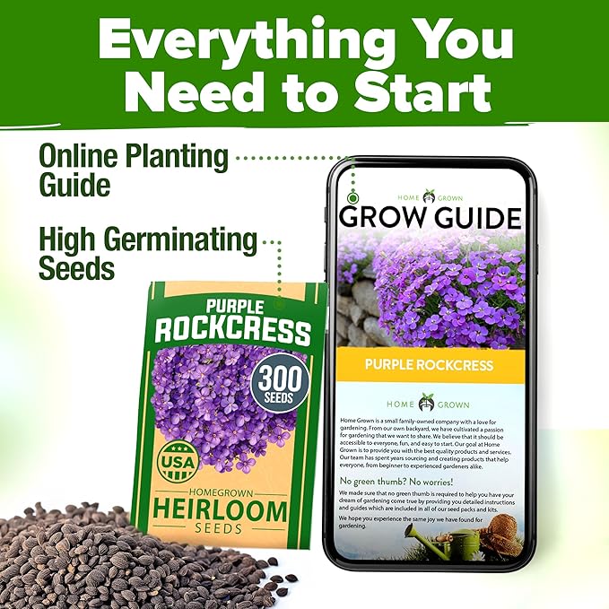 HOME GROWN π¨π¦π π£π₯ππ ππ¨π Aubrieta Rock Cress Purple, Flowering Ground Cover Seed Pack, Perennial Cress Seeds for Planting Outdoor Lawn Gardens 300 π‘π’π‘-ππ π’ Aubrieta deltoidea Flower Seeds-VerdiqueGarden