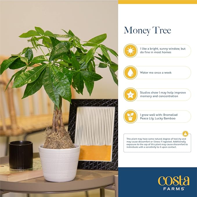 Costa Farms Money Tree Live Plant, Easy to Grow Houseplant Potted in Indoor Garden Pot, Pachira Bonsai in Potting Soil, Gift for Birthday, Housewarming, Thank You, Office and Home Decor, 3-4 Feet Tall-VerdiqueGarden