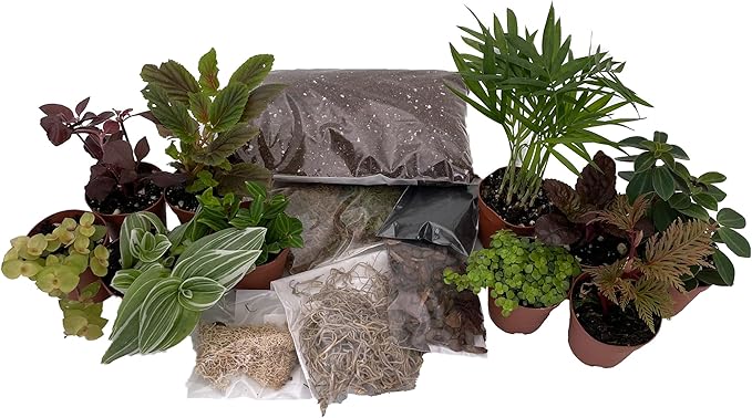 Hirt's Terrarium Kit with 10 Terrarium Plants in 2" Pots-VerdiqueGarden