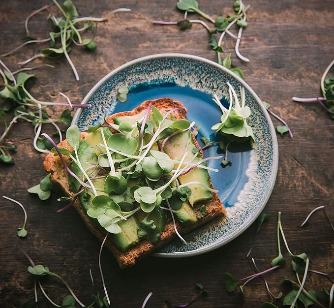 Broccoli Seeds for Sprouting & Microgreens | Waltham 29 Variety | Non GMO & Heirloom Seeds | 8 oz Resealable Bag | Rainbow Heirloom Seed Co.-VerdiqueGarden