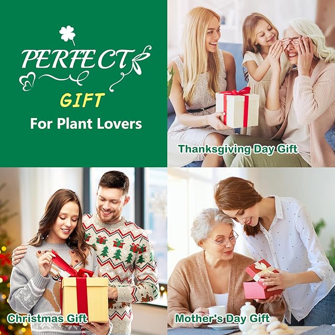 Bonsai Tree Kit, Bonsai Starter Kit for Growing Bonsai Plants with Tools, Grow Bonsai Tree Live Indoor, Garden Crafts Hobby Kits, Unique DIY Gardening Gifts for Men Women Mother-VerdiqueGarden