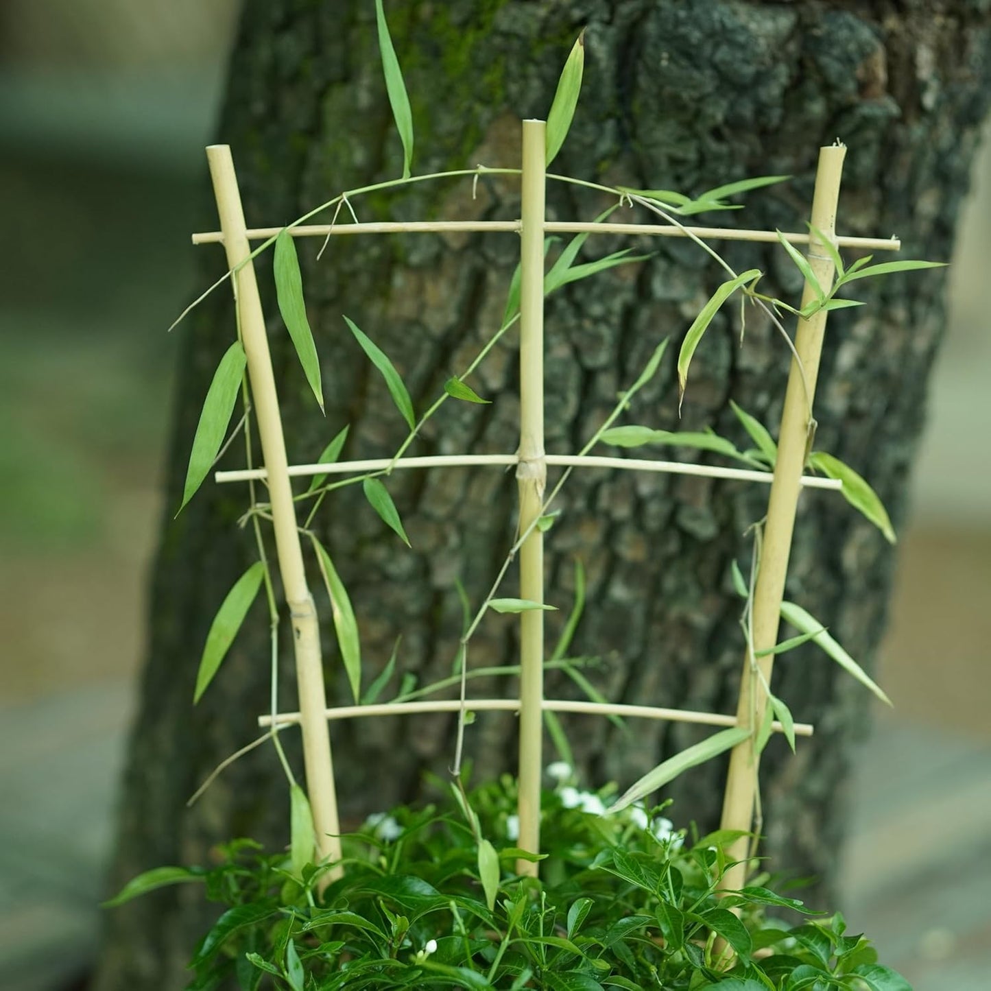 Natural Bamboo Trellis 16inch for Climbing Plants 6 Pack - Plant Ladder Trellis with Garden Ties, Outdoor Decorative Plant Support Stakes for Vines Flowers Vegetables (Fan-Shape)-VerdiqueGarden