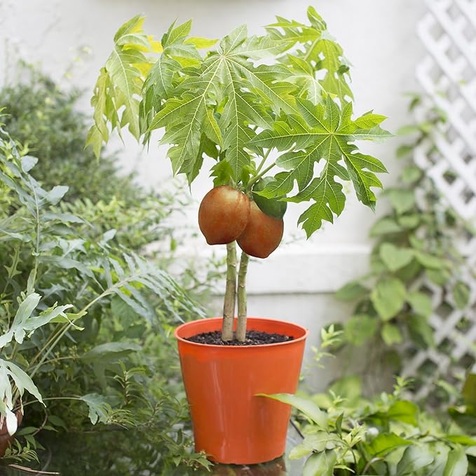 Elevate Your Papaya Garden with Gardenera's Organic Potting Mix - Tailored for Robust Papaya Plants and Flavorful Harvests - 2 Quart-VerdiqueGarden
