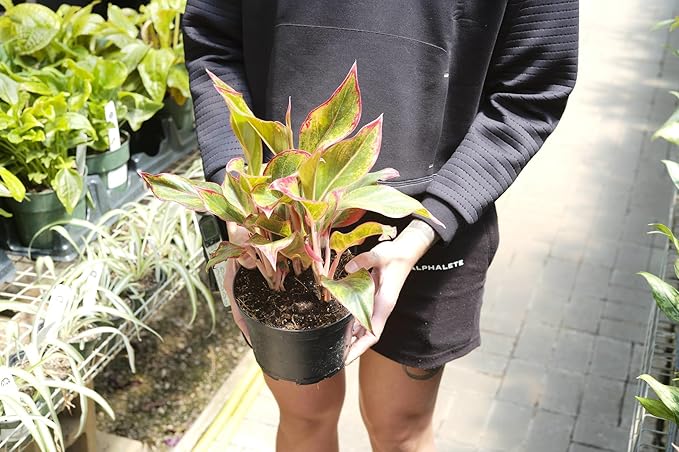 Premium Aglaonema Plant Soil Mix by Gardenera - Stimulate Growth and Elevate Leaf Color with Nourishing Formula - 5 Quart-VerdiqueGarden