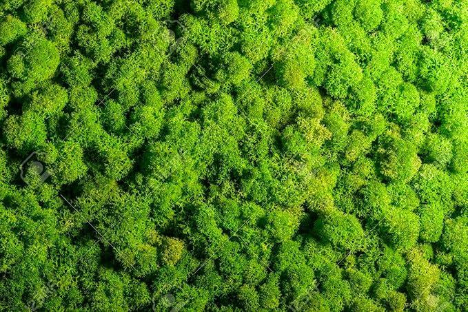 Premium Coco Coir and Perlite Potting Mix, Soil for Maximum Plant Growth, Perfect for Indoor and Outdoor Container Gardens by Gardenera - 1 Quart-VerdiqueGarden