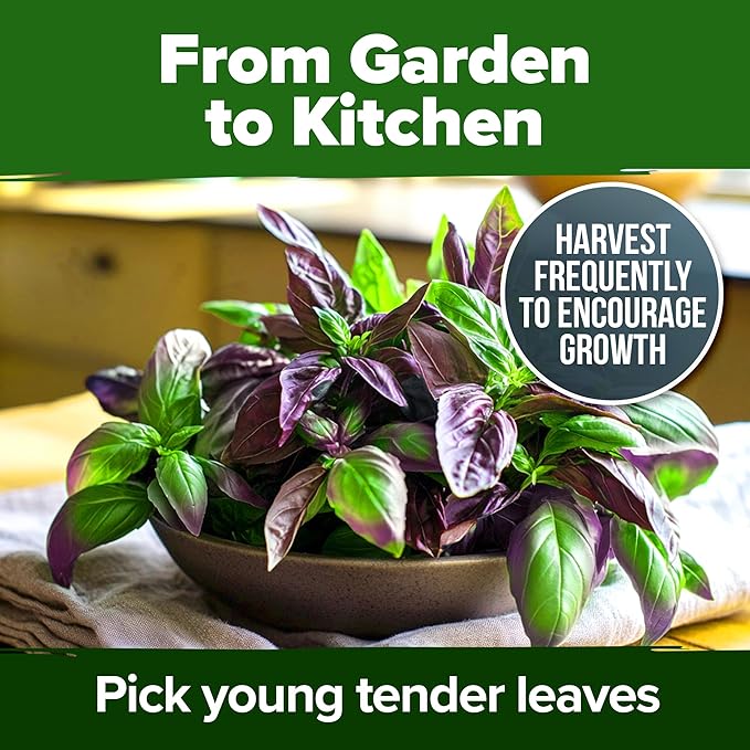 HOME GROWN Thai Basil Seeds Pack - 876 High Germination π‘π’π‘-ππ π’ π¨π¦π Heirloom Herb Seeds for Planting,Ideal for Growing Fresh Basil Planting Indoor or Outdoor(Ocimum basilicum var.thyrsiflora)-VerdiqueGarden
