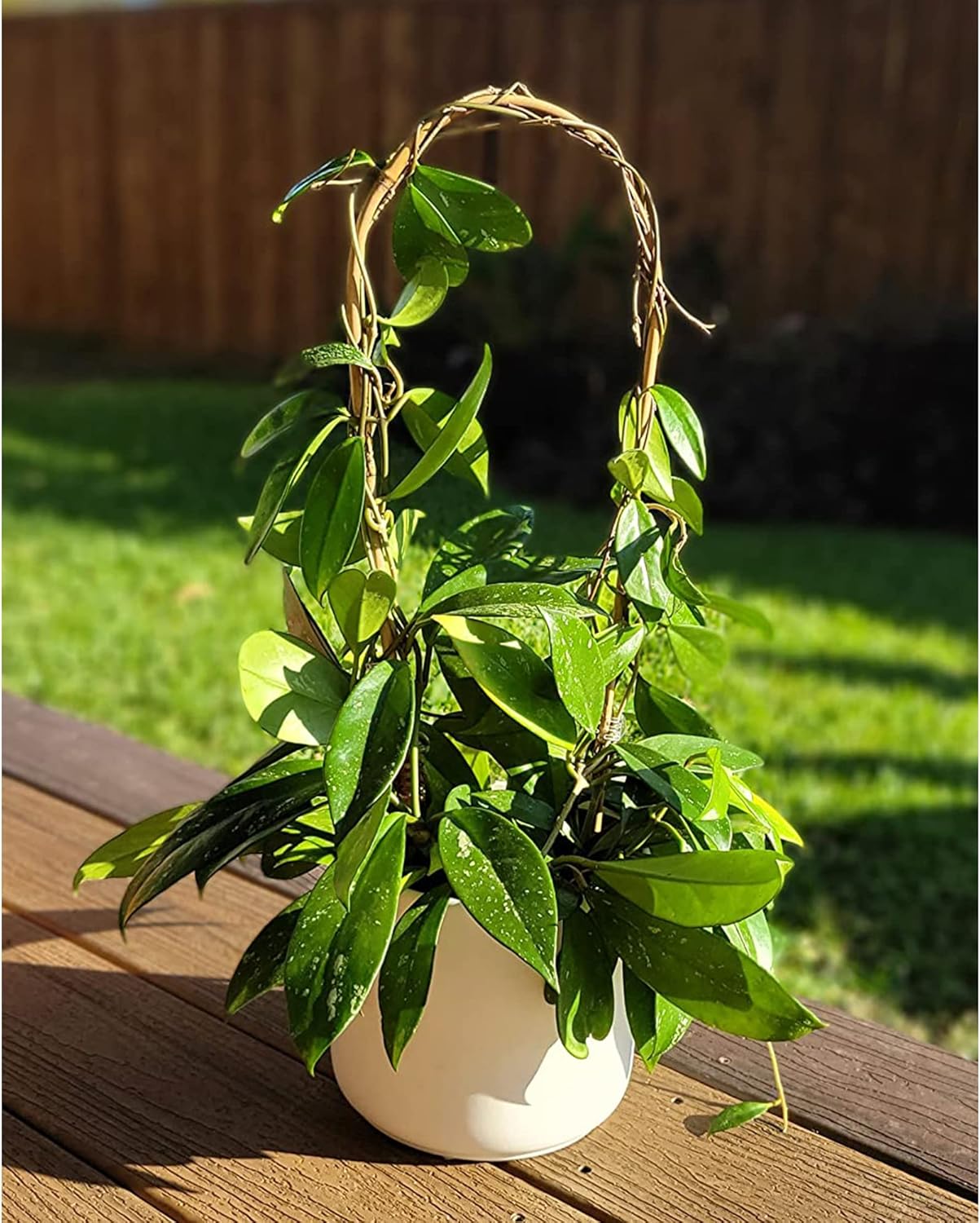 Avalution 16" Natural Bamboo Plants Trellis U-Hoop,Bamboo Gaeden Trellis U-Shape for Climbing Plant Support-20PCS-VerdiqueGarden