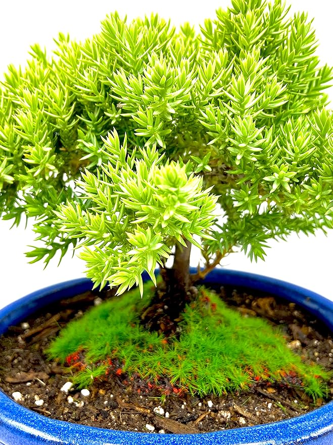 Live Dwarf Juniper Bonsai Tree Small | Indoor/Outdoor | 100% Handcrafted| Home and Office Décor | Best Gift for Holiday-VerdiqueGarden