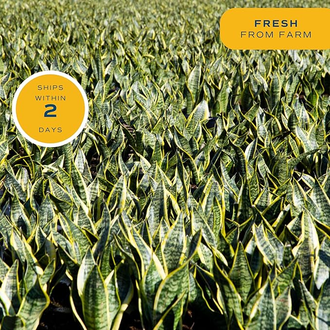 Costa Farms Sansevieria Grower's Choice Snake Live Indoor Plant, 12-Inches Tall, Grower Pot-VerdiqueGarden