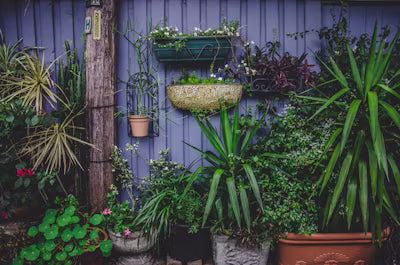 How to Start a Thriving Home Garden: A Complete Beginner’s Guide