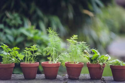 How to Grow Your Own Herbs and Vegetables at Home