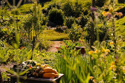 The Benefits of Organic Gardening and How to Get Started