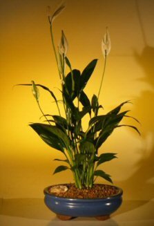 Bonsai Boy's Flowering Peace Lily Bonsai Tree spathiphyllum-VerdiqueGarden