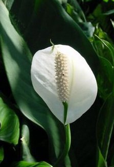 Bonsai Boy's Flowering Peace Lily Bonsai Tree spathiphyllum-VerdiqueGarden