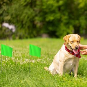 Zozen 50Pack Green Marking Flags, Writable/15x4x5 Inch, Yard Flags for Lawn & Irrigation & Landscape & Sprinkler & Survey & Dog Training.-VerdiqueGarden
