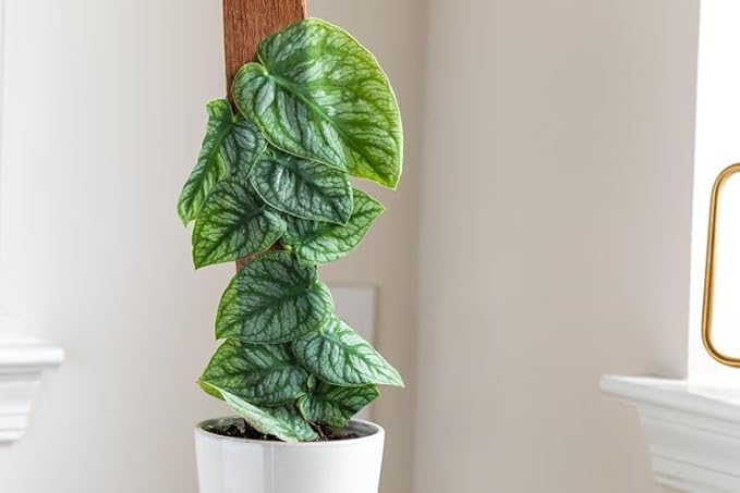 Monstera Dubia Soil Blend - Ensures Superior Aeration and Drainage for Vibrant Growth - 5 Quart-VerdiqueGarden