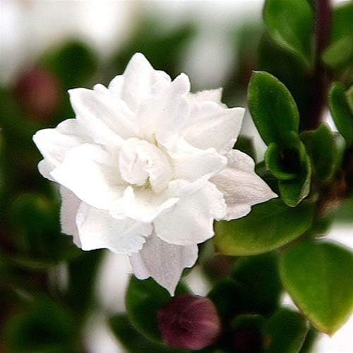 Serissa Snow Rose-VerdiqueGarden